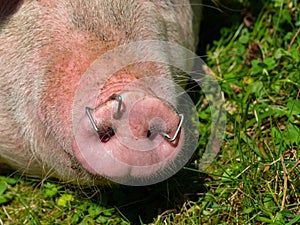 Close up of a pig snout