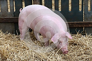 Close up of a pig sow in pig pen