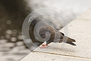 A close up of a pigeon in the city of Pilsen