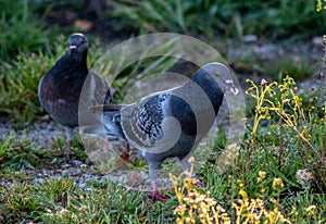 Close up of a pigeon photo