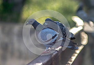 Close up of a pigeon photo