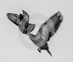 Close up of a pigeon photo