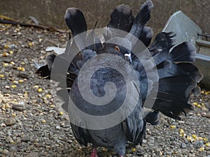 Close up with pigeon / dove rotated gray