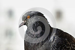 Close-up of pigeon