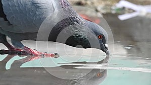 Close up of pigeon in the park eating grains. Detailed view of Pigeon legs and eyes in detailed view. Slow motion feeding pegion b