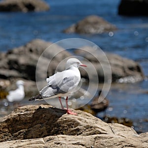 Seagull on a rock photo