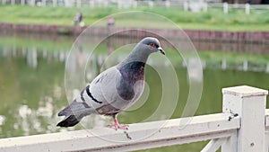 Close-up of a pigeon sitting on a metal fence around a city pond on a summer day