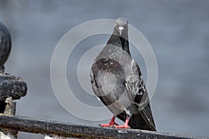 Close-up of a pigeon sitting on a metal fence in a city park