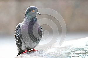 Close up of pigeon standing