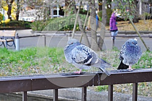 Close up Pigeons in japan