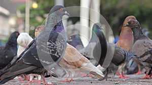 Close up of pigeons in the street fast moving