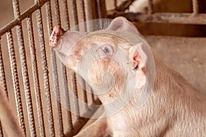 Close-up of piggy faces. Pig farm organic livestock