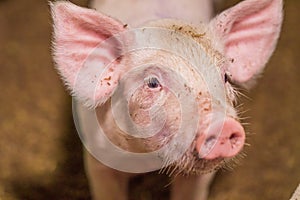 Close-up of piggy faces. Pig farm organic livestock rural