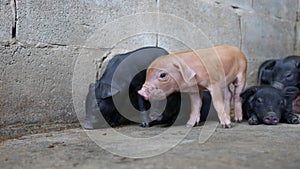 Close up piglets in farm.
