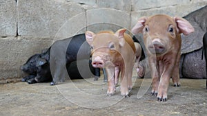 Close up piglets in farm.