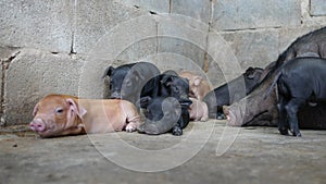 Close up piglets in farm.