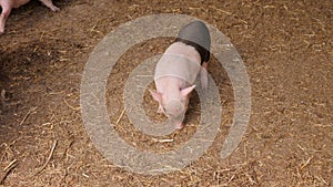 Close-up of piglets in a pen on a farm. They eat and drink water.