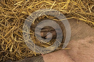 Close up of a pigs muddy trotter