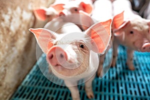 Close up of pigs snout at domestic farm photo