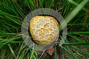 Close-up. Pigskin poison puffball  in the grass. Perfect common earthball with irregular warts and yellow skin in the grass.