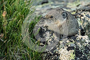 Close Up of Pika Sitting On Lichen Covered Rock Looking At Flower