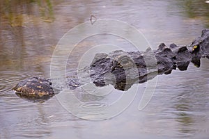 Close-up of a pike alligator (Alligator mississippiensis) swimming in a swamp