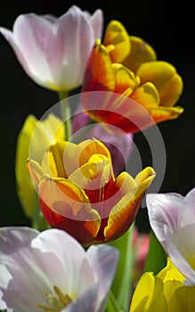 Close-up of a pile of bright and colorful tulips