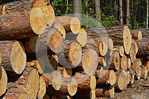 A close-up on a pile of cut down tree trunks, stack of logs, timber harvesting in the forest