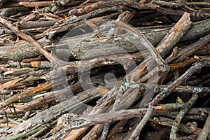 Close up pile of dry wooden twigs in random order