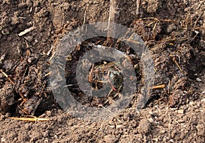 Organic manuring in the garden photo