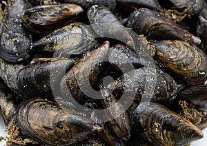 close-up of pile fresh raw mussels, macro