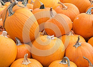 Close up of pile of freshly picked pumpkins