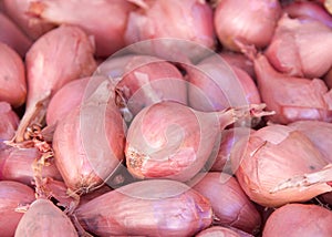 Close up on pile of freshly picked shallots