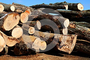 Close-up of a pile of hardwood logs with blue sky