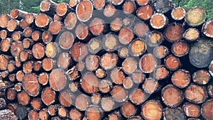 Close up of a pile of pine logs in a woodland