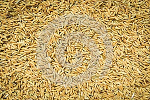 Close up pile of raw paddy rice seed grain - Rice texture background , top view