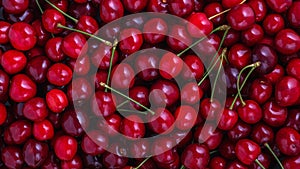 Close up of pile of ripe cherries with stalks. Large collection of fresh red cherries. Ripe cherries background