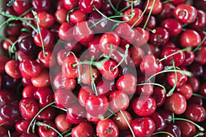 Close up of pile of ripe cherries with stalks and leaves