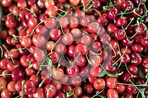 Close up of pile of ripe cherries with stalks and leaves