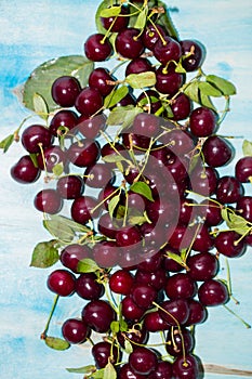 Close up of pile of ripe cherries with stalks and leaves on blue wooden background.