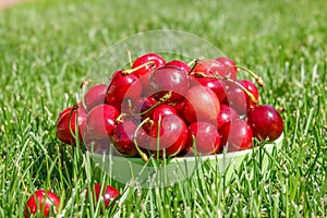 Close up of pile of ripe cherries with stalks and leaves. Large collection of fresh red cherries