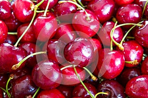 Close up of pile of ripe cherries with stalks and leaves. Large collection of fresh red cherries