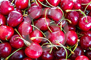 Close up of pile of ripe cherries with stalks and leaves. Large collection of fresh red cherries