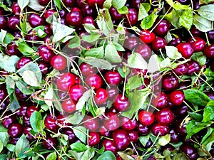 Close up of pile of ripe cherries with stalks and leaves. Large collection of fresh red cherries. Ripe cherries background