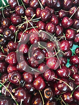 Close up of pile of ripe cherries with stalks and leaves. Large collection of fresh red cherries. Ripe cherries background