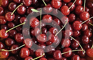 Close up of pile of ripe cherries with stalks and leaves. Large collection of fresh red cherries