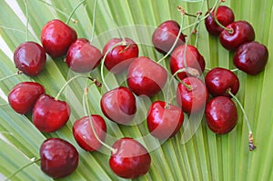 Close up of pile of ripe cherries with stalks and leaves. Large collection of fresh red cherries. Ripe cherries