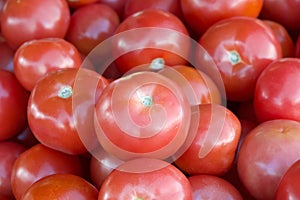 Close up on pile of ripe red tomatoes on the vine piled for sale at Farmer's Market