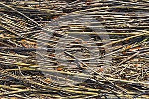 Close up of a pile of sicks along the shoreline near Charleston, South Carolina, USA