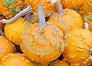 Close up on pile of small warty pumpkins at farmers market